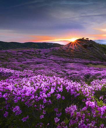 Valley Flowers